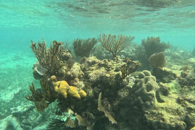 Snorkel Paradise Cancun 5 in 1 For Non Swimmers - Who This Tour Is Perfect For