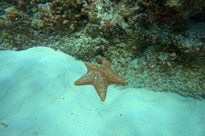 Snorkel Paradise Cancun 5 in 1 For Non Swimmers - The Sum Up