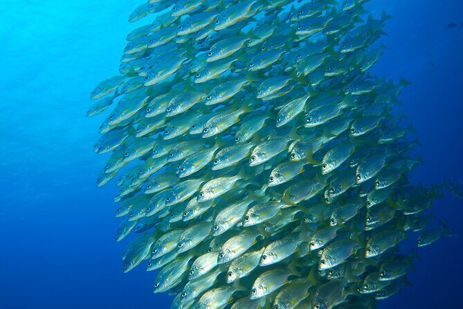 Snorkel Rental 24h, discover Tenerifes Ocean on your own! - Exploring Tenerife’s Coast on Your Own Terms