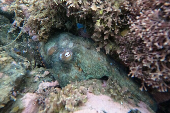 Snorkel San Diego's Mission Bay with a Marine Biologist - A Deep Dive into the Snorkel Experience