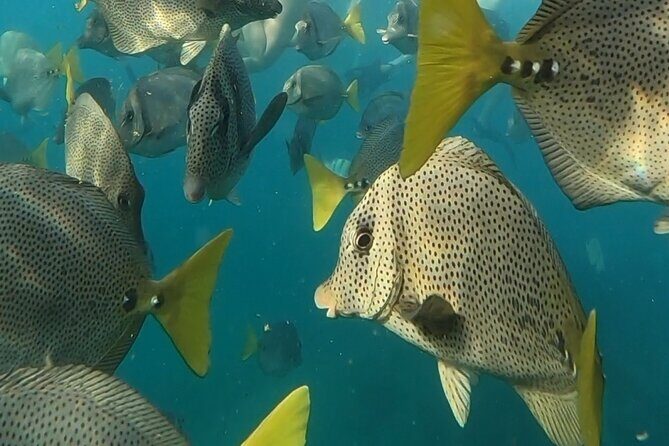 Snorkel & Sunset Sail in Cabo San Lucas - Practical Details and Tips