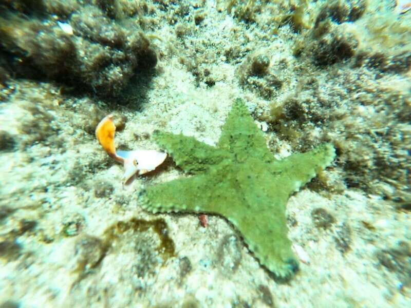 SNORKEL & TEQUILA TASTING - What to Expect from the Tour