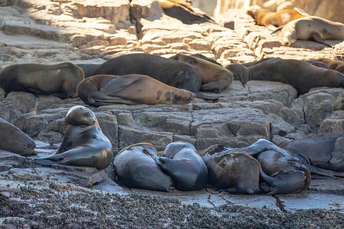 Snorkel Tour and Glass-Bottom Boat Ride in Cabo San Lucas - The Realities and Reviews
