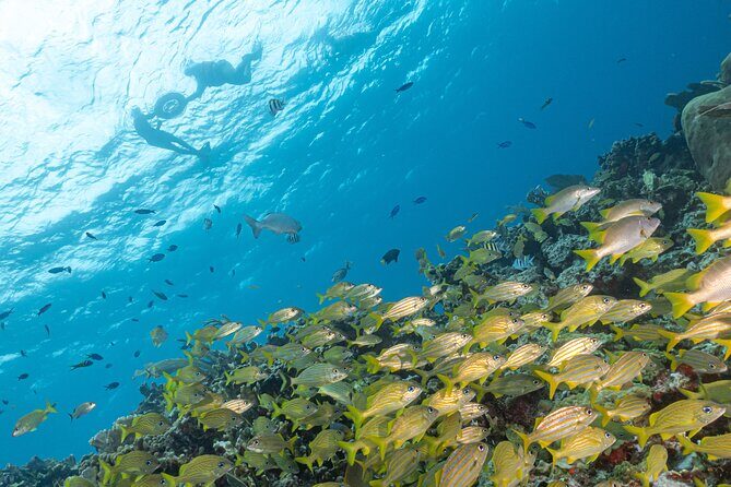 Snorkel Tour at Musa and Manchones Reef - Who Is This Tour Best For?