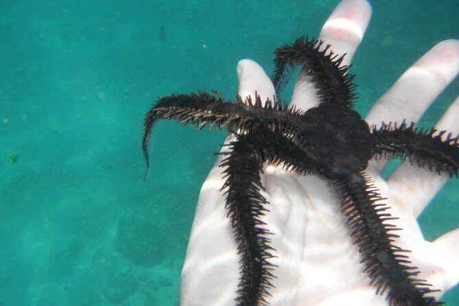 Snorkel Tour in Las Gatas Water Break - Final Thoughts