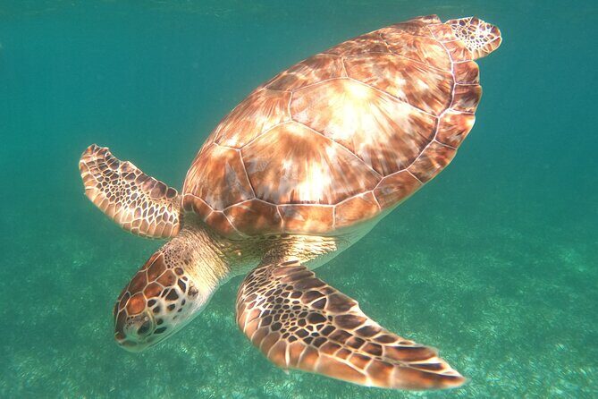 Snorkel Tour on the Costa Maya with experienced Guid - Key Points