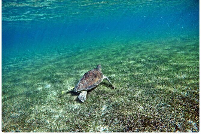 Snorkel Tour! Turtles & Underground Cenote from Playa del Carmen - FAQ