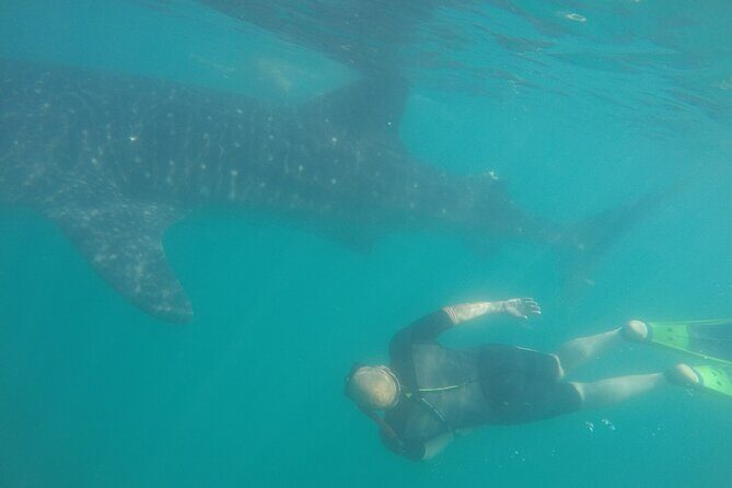 Snorkel Tour with Whale Shark in La Paz - What’s Included and What’s Not