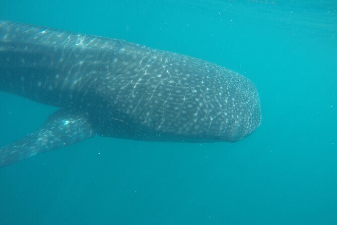 Snorkel Tour with Whale Shark in La Paz - The Guides and Crew