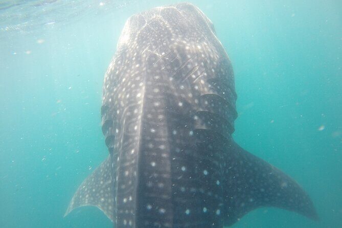 Snorkel Tour with Whale Shark in La Paz - Value for Money