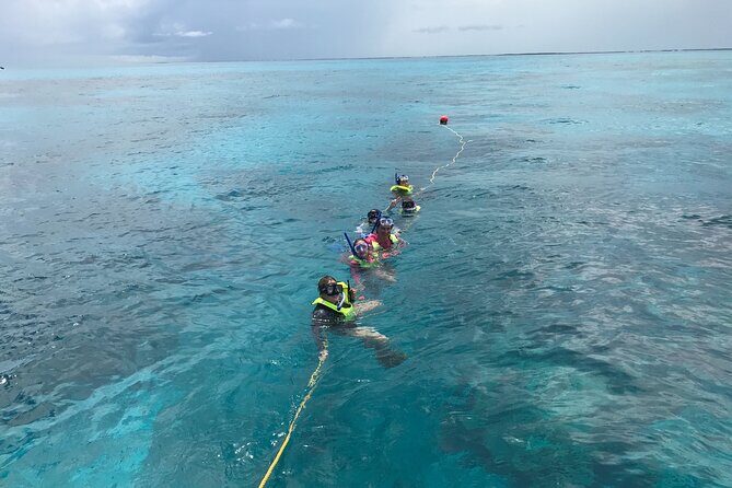 Snorkel Tours to Key Largo reef for up to 6 people-INCLUDES GEAR! - Exploring the Snorkel Tours to Key Largo Reef: An Honest Look