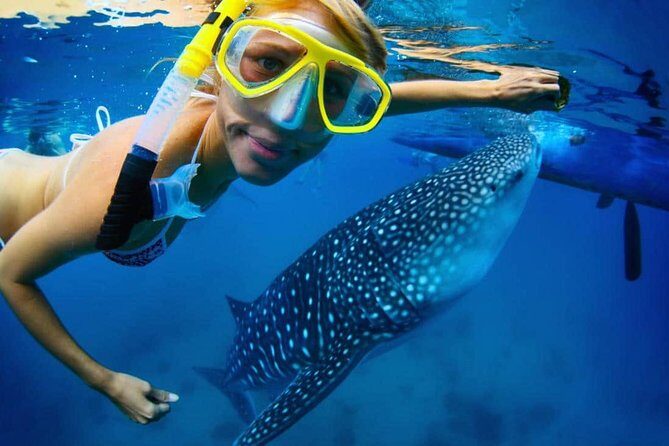 Snorkel with a Whale Shark In Los Cabos - Introduction: What’s the Tour All About?