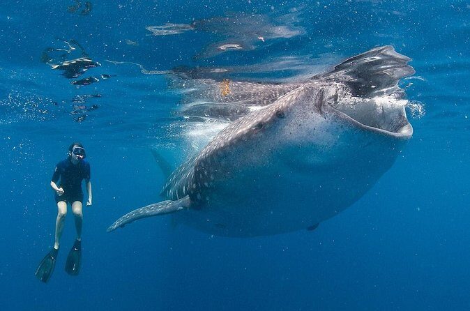 Snorkel with a Whale Shark In Los Cabos - The Real Experience: What Travelers Say