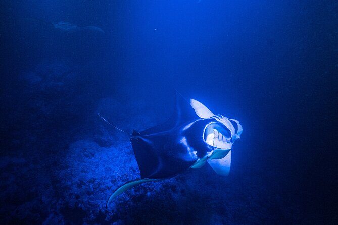 Snorkel With Giant Manta Rays In Kailua Kona - What’s Included and How It Works