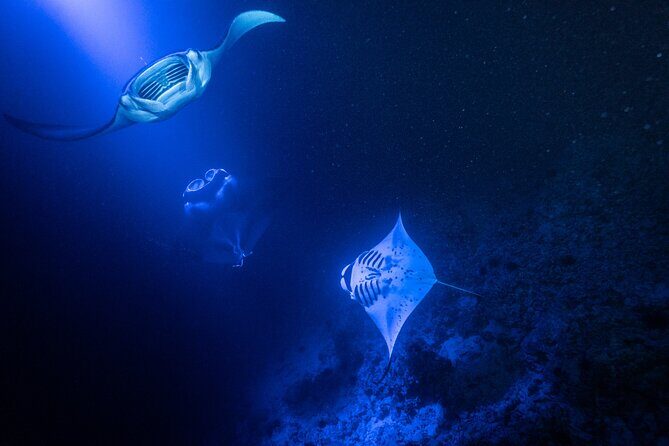 Snorkel With Giant Manta Rays In Kailua Kona - Who Should Consider This Tour?