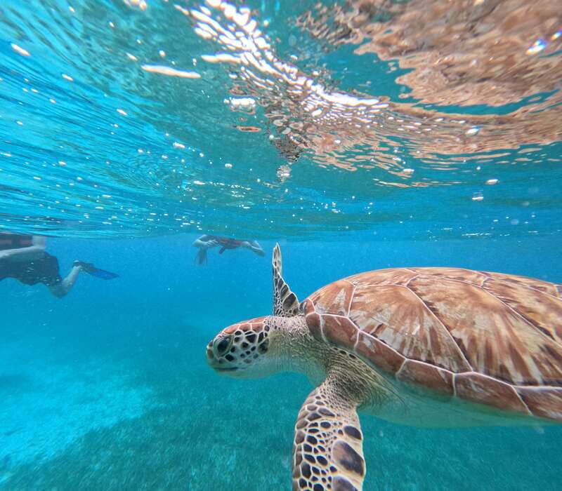 snorkel with tropical fish, reefs, and in search of turtles - What’s Included and What’s Not