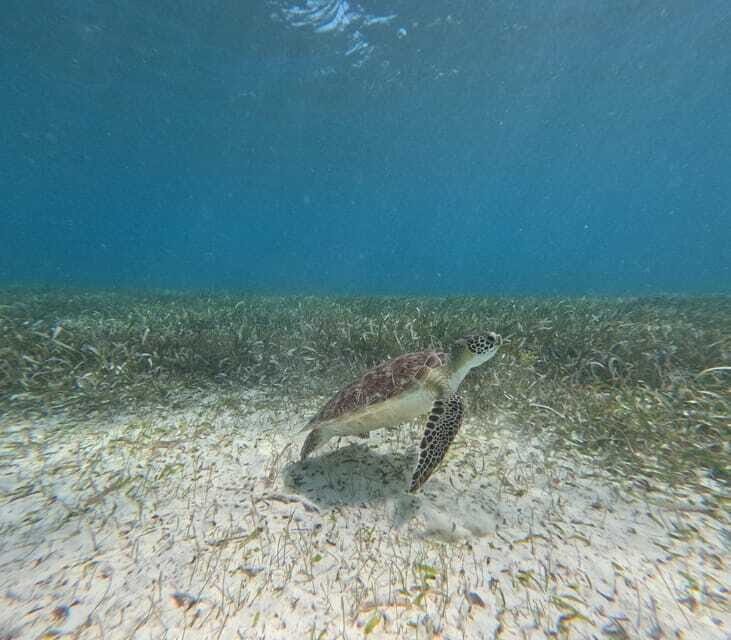 snorkel with tropical fish, reefs, and in search of turtles - FAQs