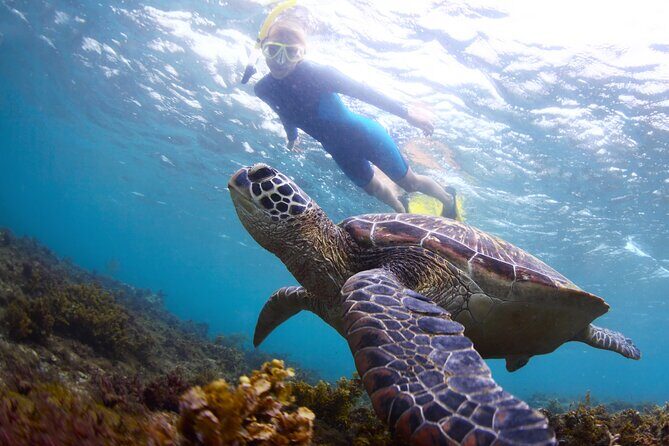 Snorkel with Turtles - An Overview of the Snorkel with Turtles Experience