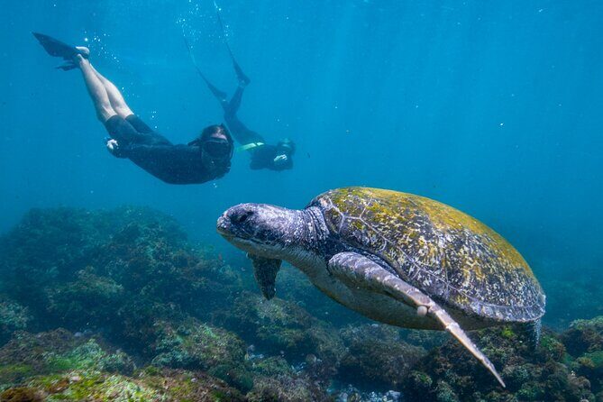 Snorkel with Turtles Gold Coast - What to Expect from the Snorkel with Turtles Tour