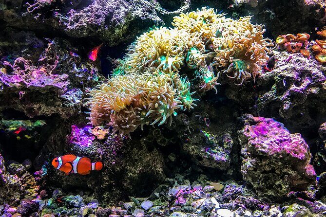 Snorkel with Turtles Gold Coast - FAQ