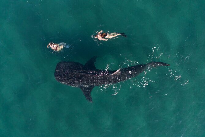 Snorkel with Whale Sharks in La Paz - An In-Depth Look at the Whale Shark Snorkeling Tour