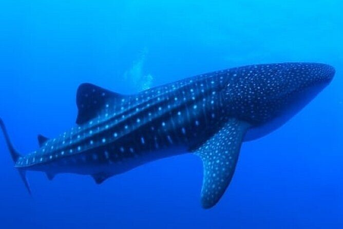 Snorkel with whale sharks includes equipment & transportation - What to Expect from This Whale Shark Snorkeling Tour