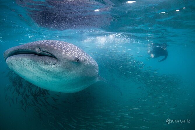 Snorkel with whale sharks includes equipment & transportation - The Good and the Not-So-Good