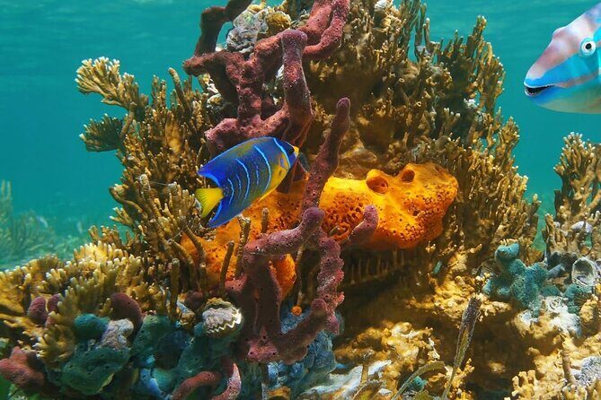 Snorkeling adventure at Puerto Morelos Reef National Park - The Sum Up