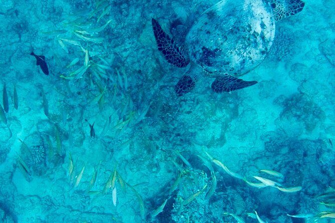 Snorkeling Adventure at Turtle Canyon - Key Points