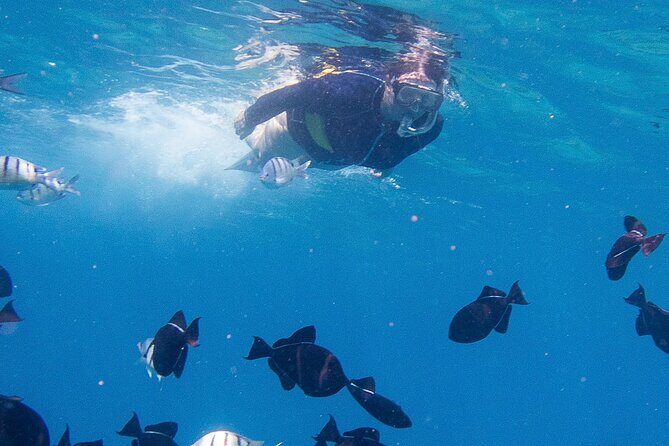 Snorkeling Adventure at Turtle Canyon - What to Expect on the Snorkeling Adventure at Turtle Canyon