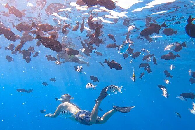 Snorkeling Adventure at Turtle Canyon - The Group and Booking Details