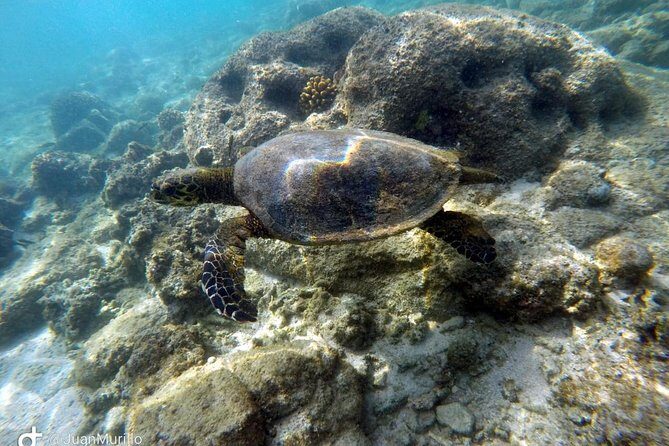 Snorkeling Adventure Cabo Pulmo - What Makes This Tour Stand Out