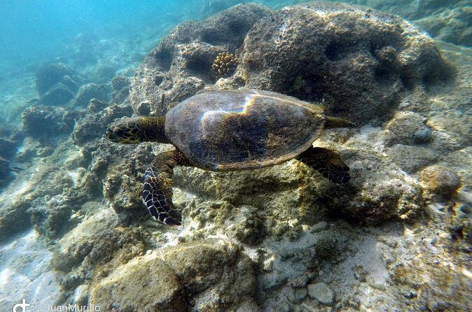 Snorkeling Adventure Cabo Pulmo - Final Thoughts