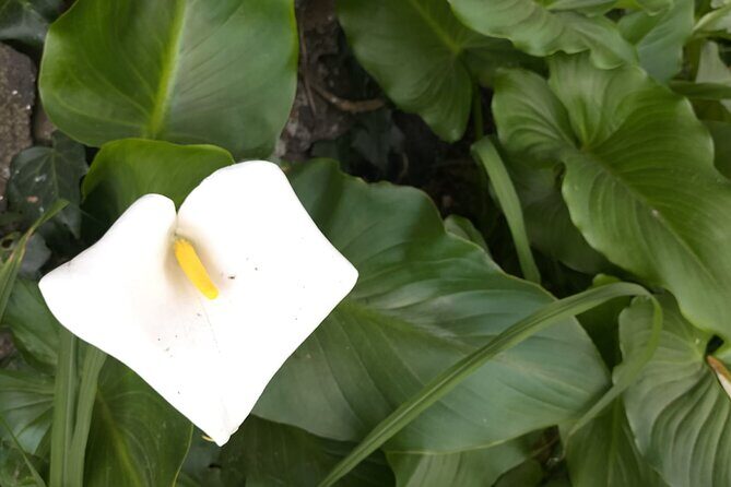 Snorkeling Adventure in Caloura, S. Miguel - Who Should Consider This Tour?