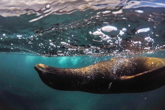 Snorkeling Adventure in La Jolla - An Honest Look at the Snorkeling Tour