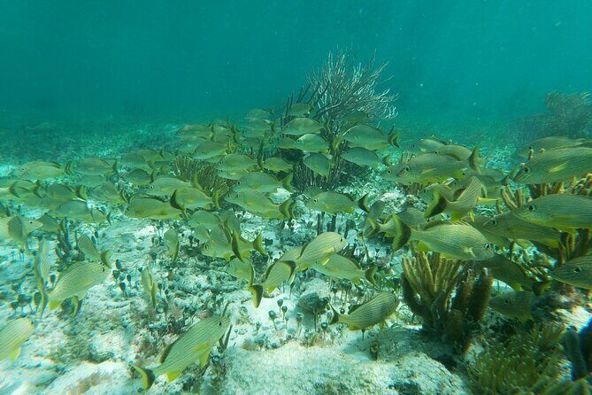 Snorkeling Adventure in Puerto Morelos - Who Should Consider This Tour?