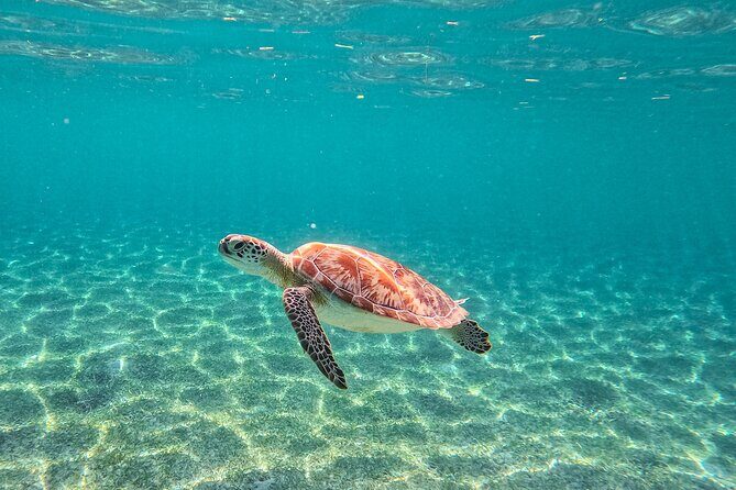 Snorkeling Adventure Swim with Sea Turtles at Akumal - Authentic Feedback and Realistic Expectations