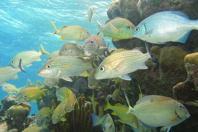 Snorkeling Adventure Swim with Sea Turtles at Akumal - The Sum Up