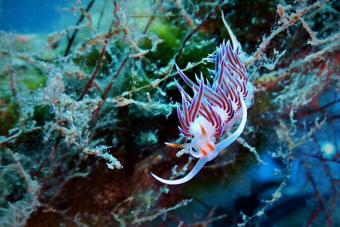 Snorkeling Adventure Trip - A Closer Look at the Snorkeling Tour in Mykonos