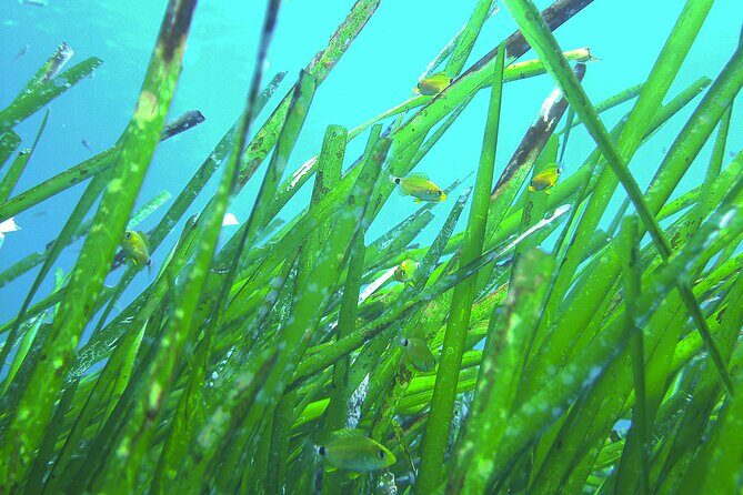 Snorkeling Adventure Trip - What We Think: The Pros and Cons