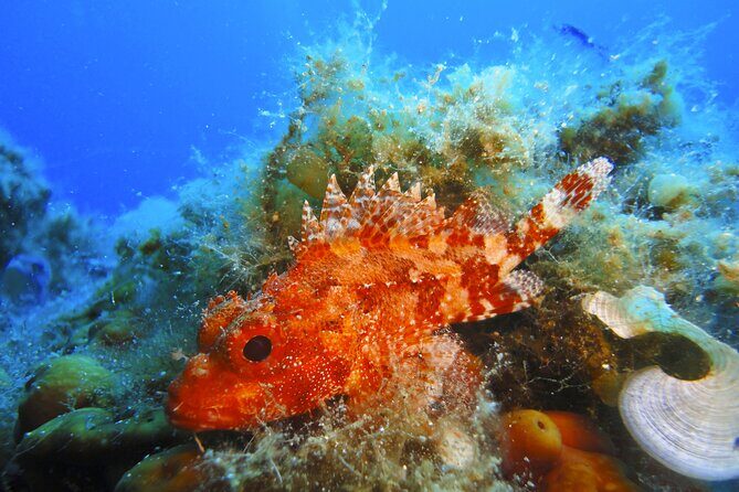 Snorkeling Adventure Trip - Who Should Book This Tour?