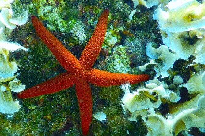 Snorkeling Adventure Trip - Frequently Asked Questions