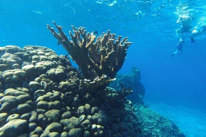 Snorkeling and Beach Club Access in Cozumel with Lunch - The Snorkeling Experience: Pros and Cons