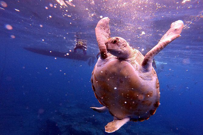 Snorkeling and Boat Tour in a Turtle Area - Real Guest Experiences
