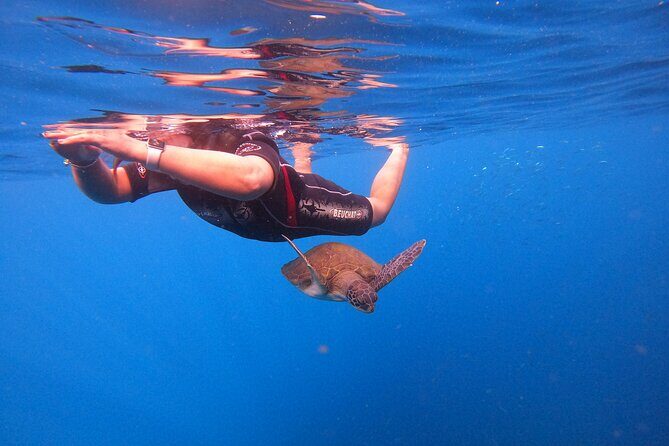 Snorkeling and Boat Tour in a Turtle Area - The Sum Up