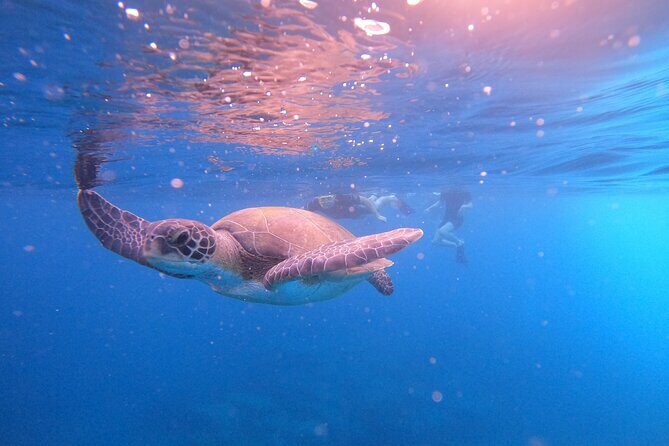 Snorkeling and Boat Tour in a Turtle Area - FAQ