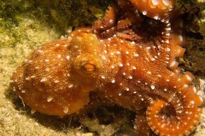 Snorkeling and Boat trip in Crete with free certification! - Authentic Voices: Experiences from Travelers