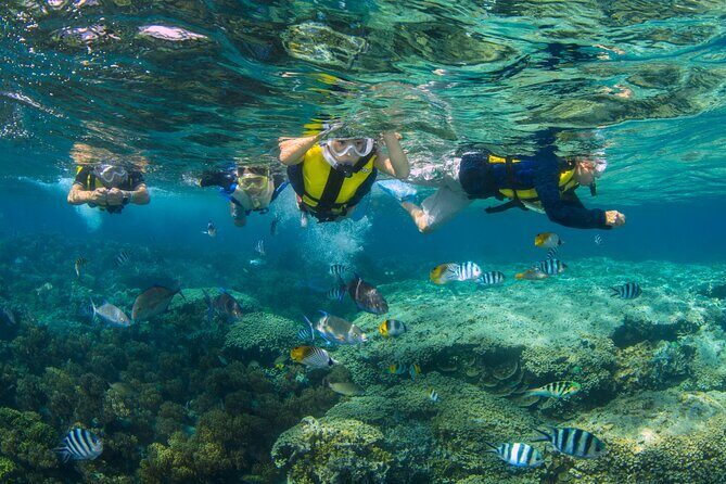 Snorkeling and Dolphin Watching with Lunch Package - A Complete Look at the Snorkeling and Dolphin Watching with Lunch Package in Guam
