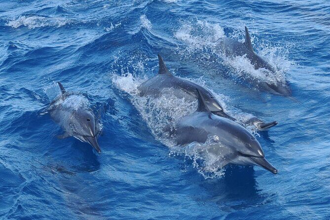 Snorkeling and Dolphin Watching with Lunch Package - Final Thoughts