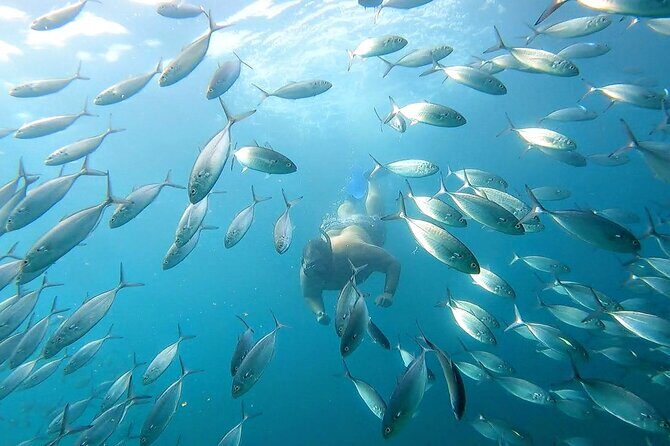 Snorkeling and whale watching Tour in Cabo - FAQs